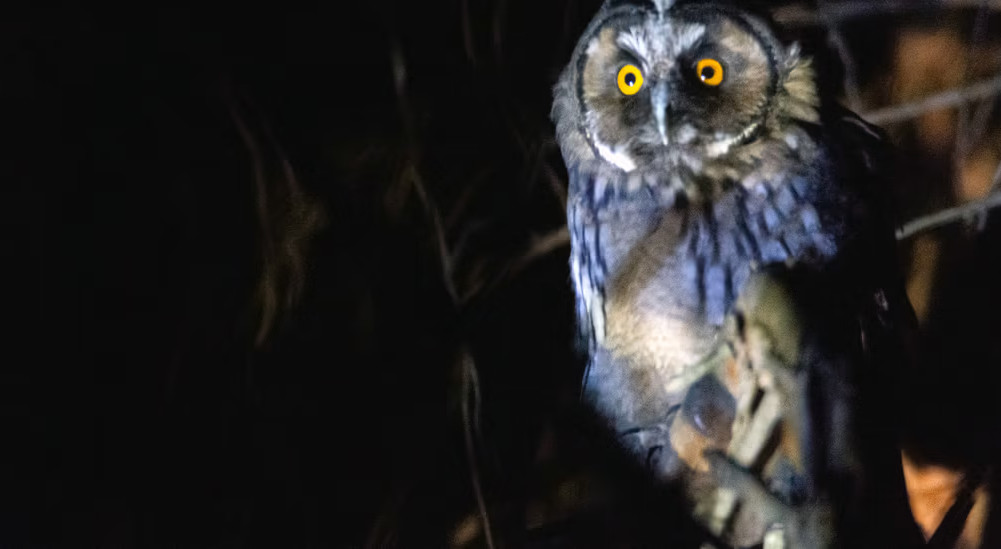 Biologia dels ocells nocturns: Mussols i enganyapastors en acció